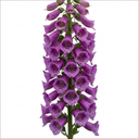 Digitalis Dalmatian Purple Plant (2L Pot)