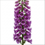 1 Large Plant - Digitalis Dalmatian Purple, Outdoor Garden Ready, 2L Pot