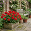 1 Geranium Calliope M Scarlet Red Plant, Large Flowering Summer Garden Ready, 5 Litre Root-Ball
