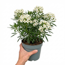 Choisya Snow Flurries Plant (3L Pot)