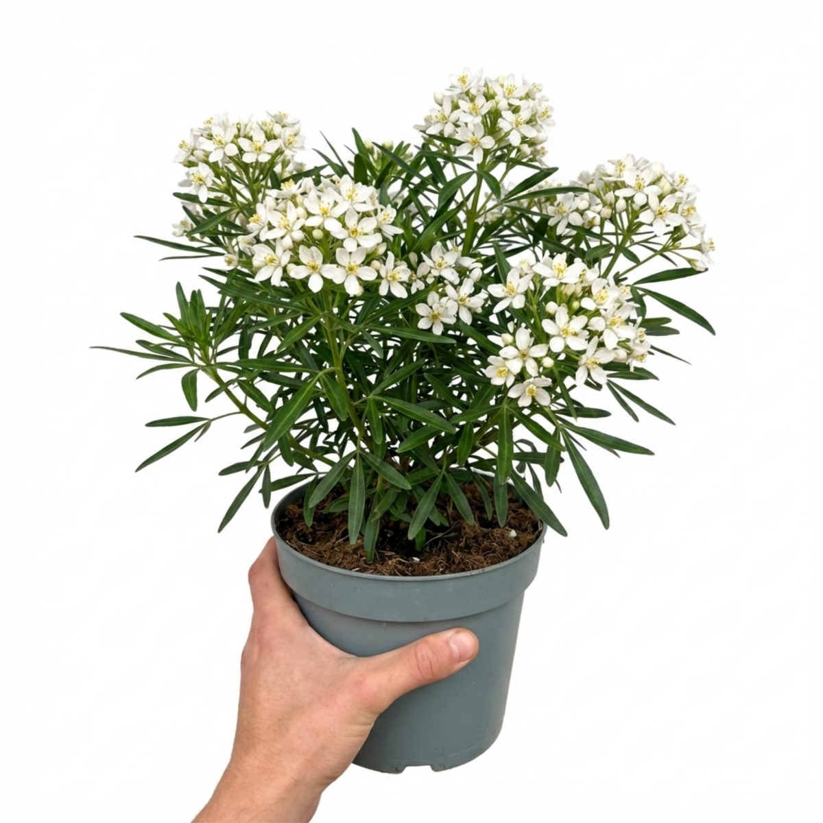 Choisya 'Snow Flurries' (Mexican Orange Blossom) – Scented Evergreen Shrub (3L Pot)