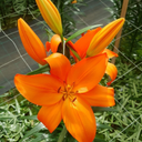 Asiatic Lily Orange Plants (Set of 3 or 6)