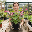 Dicentra Spectabilis Bleeding Heart Plants