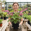 1 Dicentra Spectabilis Bleeding Heart Plant, Hardy Shade Loving Perennial, Garden Ready, 17cm Root-Ball