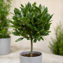3L Bay Tree 60-70cm, Culinary Evergreen, Nursery Pots