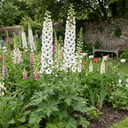 Delphinium Pacific Giants Galahad Plants (Set of 3 or 6)
