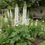 Set of 3 or 6 Delphinium Pacific Giants Galahad Hardy Perennial Plants, Tall Cottage Garden Flowers, Outdoor Garden Ready, 1 Litre Root-Ball