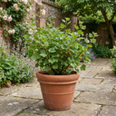 Red Gooseberry Fruit Bush Plants