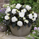 Begonia Non Stop Mocca White Plant (5L Pot)