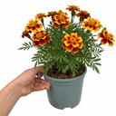 Marigold Durango Bolero Plant (2L Pot)