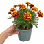 1 Large Plant - Marigold Durango Bolero, Ready to Plant in Your Garden, 2L Pot