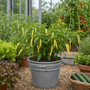 Hungarian Hot Wax Chilli Pepper Plants