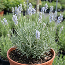 Lavender Hidcote Light Blue Plant (2L Pot)