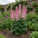 Delphinium Pixie Rose Rocket Plants