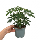 Schefflera Arboricola Green Umbrella Plants