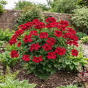 Geranium Calliope Red Splash Plant (2L Pot)