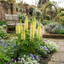 6 Lupin Legendary Yellow Plants, Hardy Perennial, Summer Flowering, Cottage Garden Ready, 1Ltr Root Ball