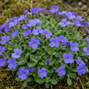 Aubrieta Kitte Blue Plants (Set of 3 or 6)