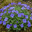 Set of 3 or 6 Large Plants - Aubrieta Kitte Blue, Ready to Plant in Your Garden, 1L