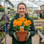 3 Pansy Delta Pro Clear Orange Flower Plants, Outdoor Garden Ready, Spring & Autumn, 3Ltr Root-Ball