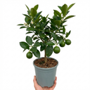 Evergreen Mini Green Lime Tree Plant