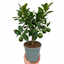 1 Large Plant - Evergreen Mini Green Lime Tree, Ready to Plant in Your Garden