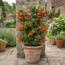 Pyracantha Saphyr Orange Firethorn Plants