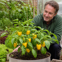 Sweet Pepper Plants