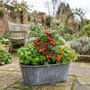 Tomato Veranda Red Variety Plants (Set of 3 or 6)