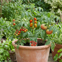 Tomato Growers Selection Variety Plants (Set of 3 or 6)