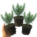 Rosemary Herb Plants (Set of 3 or 6)