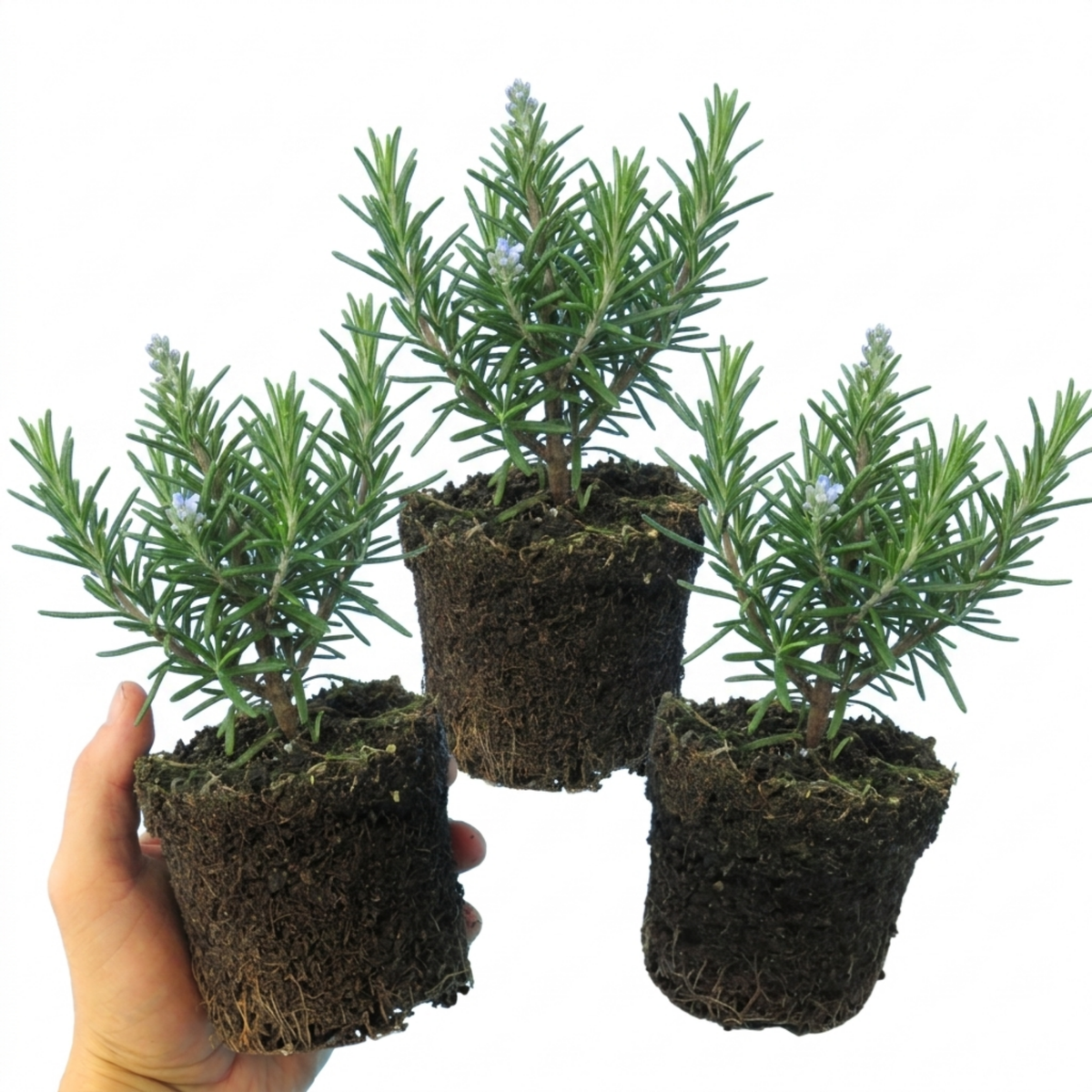 Rosemary – Evergreen Culinary Herb (Set of 3 or 6)