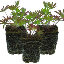 Lupin Legendary Blue Plants (Set of 3 or 6)