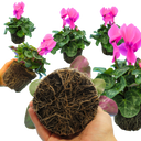 Cyclamen Flame Deep Rose Plant