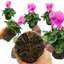 Cyclamen Flame Deep Rose