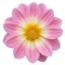 Dahlia Dahlegria Tricolour Plant (3L Pot)