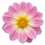 1 Large Plant - Dahlia Dahlegria Tricolour, Ready to Plant in Your Garden, 3L