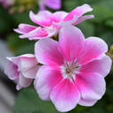 Geranium Toscana Linus Plants (Set of 3 or 6)