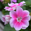 Set of 3 or 6 Large Plants - Geranium Toscana Linus, Ready to Plant in Your Garden