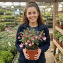 Upright Fuchsia Fuchsita Pink & White Plant (2L Pot)