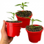 Set of 3 or 6 Large Chilli Pepper Plants - Scotch Bonnet, Ready to Plant in Your Garden