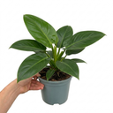 Philodendron Imperial Green Plants