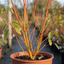 1 Cornus Anny's Winter Orange Plant, Hardy Dogwood Shrub for Winter Interest, 3 Litre Root Ball
