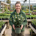 Osmanthus Burkwoodii Plants