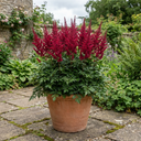 Astilbe Music Series Red Plant (5L Pot)