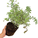 Pittosporum Variegatum Plant