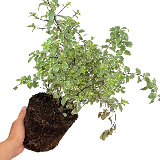 Pittosporum 'Variegatum' – Evergreen Shrub (3L Pot)