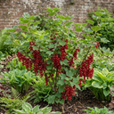 Redcurrant Jonkheer Van Tets Fruit Bush Plant (2L Pot)