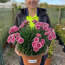 Cottage Pink Dianthus Raspberry Sundae Plant (5L Pot)