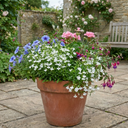 Lobelia Upright Sweet Springs White Plants (Set of 3 or 6)